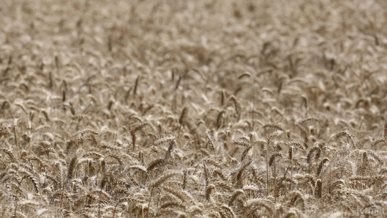 Чакат 25 процента по-малко пшеница тази година 