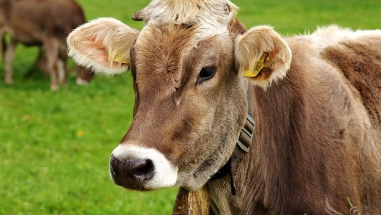 Бъдещето: Управлявате млечната ферма от дома си