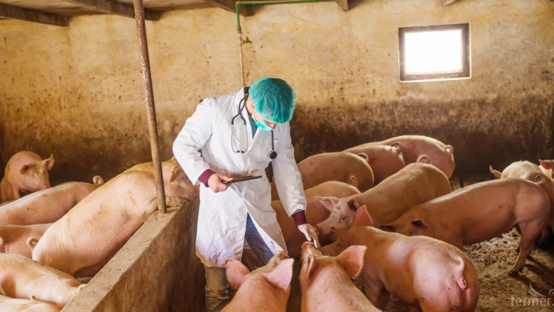 Тръгват масирани проверки по фермите заради африканската чума по свинете