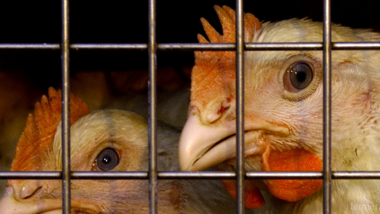 Разбиха нелегален пазар за живи животни