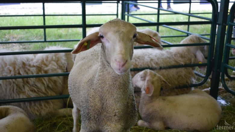 Нов опит за стратегия за овцевъдството и козевъдството