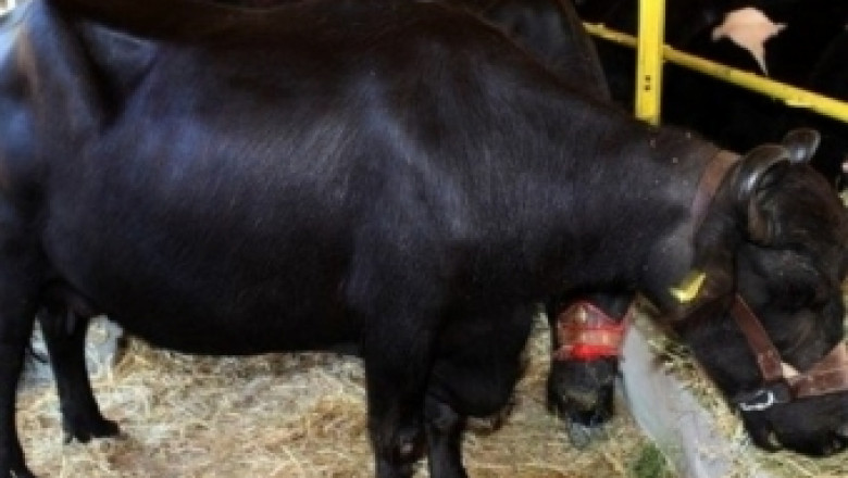 Намалява преработката на биволско и козе мляко