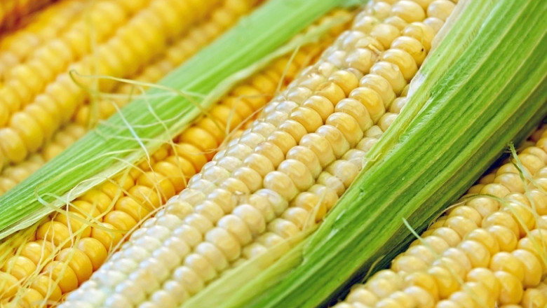 Расте потреблението на царевица 