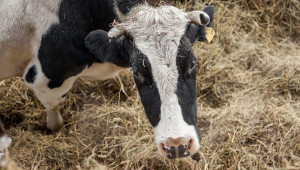 Средната цена на млякото на световния пазар расте  - Agri.bg