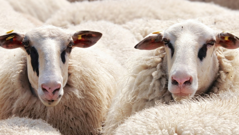 Овцевъди и козевъди готвят колективен иск за 15 млн. лв.