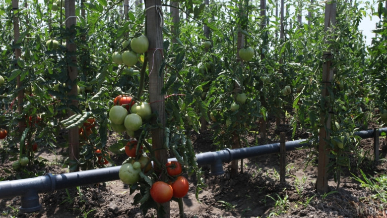 По-малко домати от полетата на открито