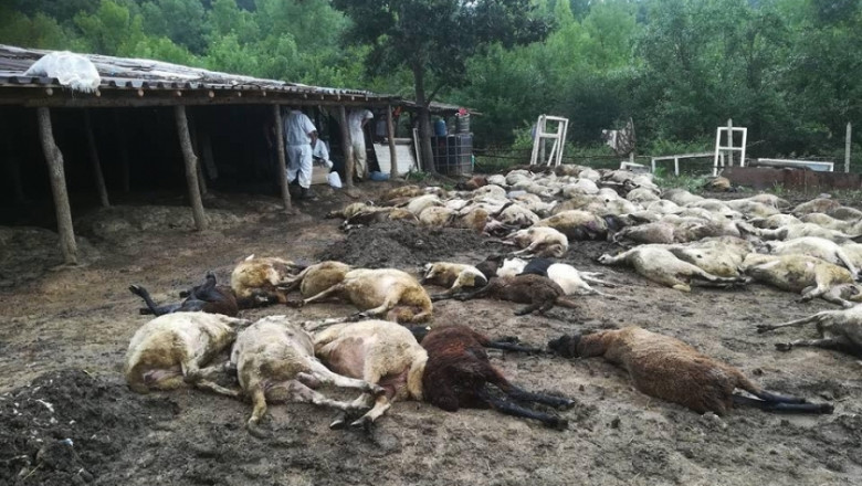 НОКА проведе заседание със засегнатите овцевъди от Бургаско