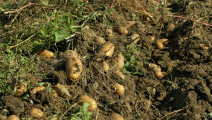 Паднаха цените на пресните картофи - Agri.bg
