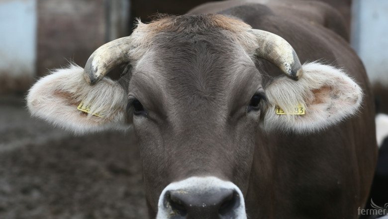 337 са неотговарящите млечните ферми с до 49 животни в системата на БАБХ