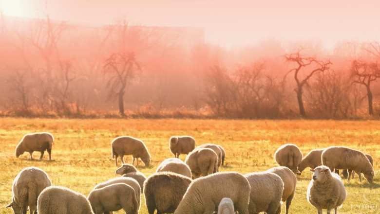 Овцевъди и козевъди градят новата визия за бранша до 2027 г.