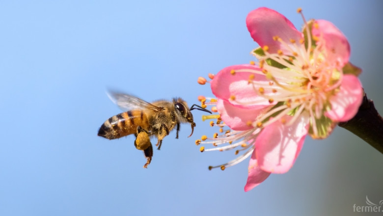 Соларна ферма крие 48 кошера с медоносни пчели