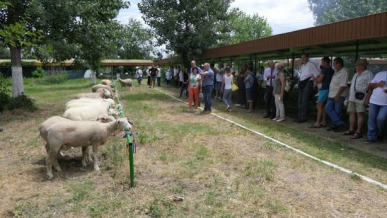 Над 5000 овце и кози за разплод са заминали към Турция