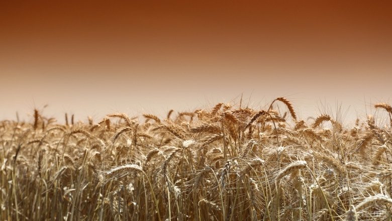 Агроиновации: Устойчива и екологична верига на доставки при пшеницата в Германия