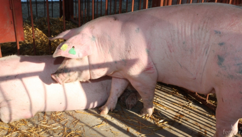 10% ръст на вноса на свинско във Франция