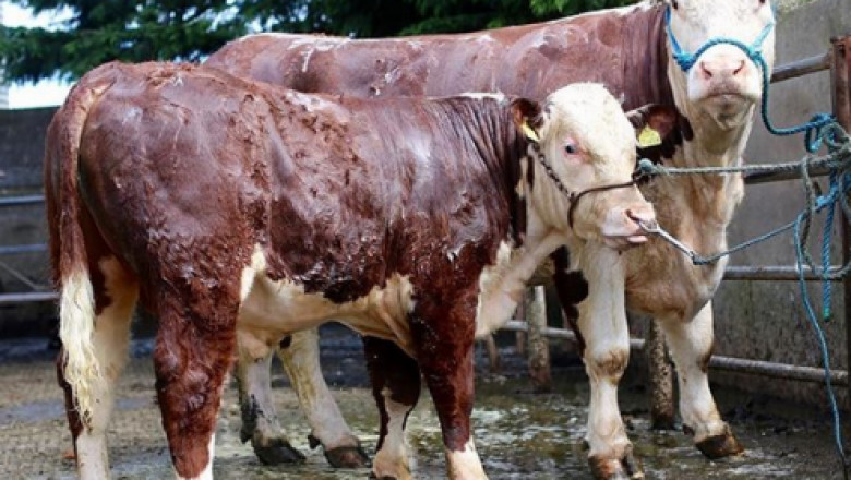 10-те най-едри породи крави