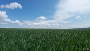 Производители на царевица в ЕС недоволни: ОСП ще стане политика по околната среда - Agri.bg
