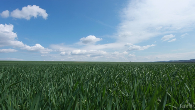 Производители на царевица в ЕС недоволни: ОСП ще стане политика по околната среда