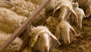 Овцевъди в Израел гледат до 100 000 животни в стадо - Agri.bg