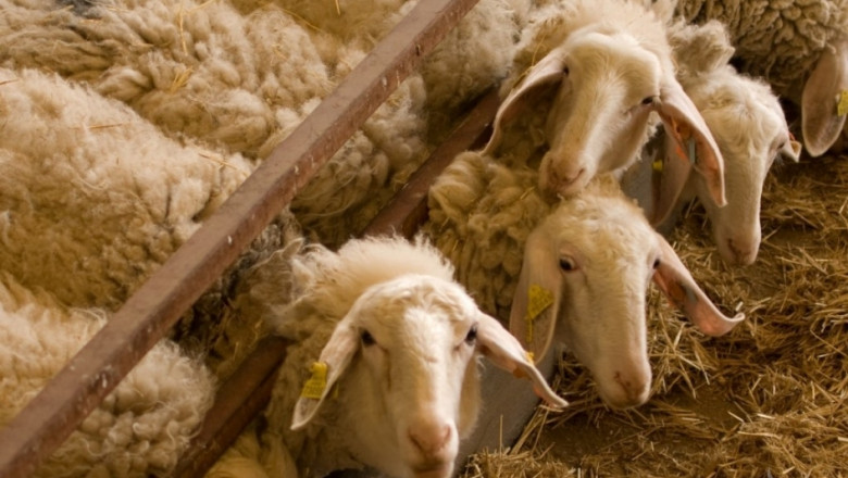 Овцевъди в Израел гледат до 100 000 животни в стадо