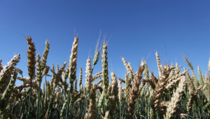 Повече площи с пшеница тази година - Agri.bg