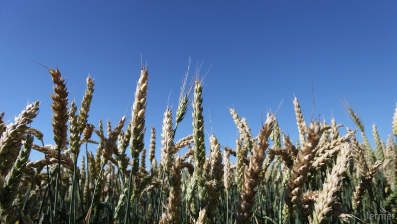 Повече площи с пшеница тази година