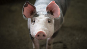 Дания издига стена на границата с Германия заради чумата по свинете  - Agri.bg