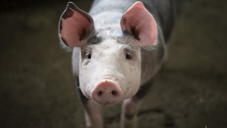 Дания издига стена на границата с Германия заради чумата по свинете 
