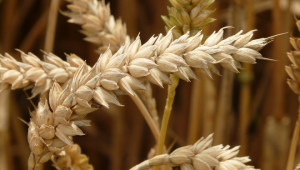 Лоша прогноза за зърнената реколта в ЕС  - Agri.bg