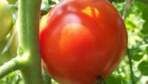 Слаба реколта от ранни домати - Agri.bg