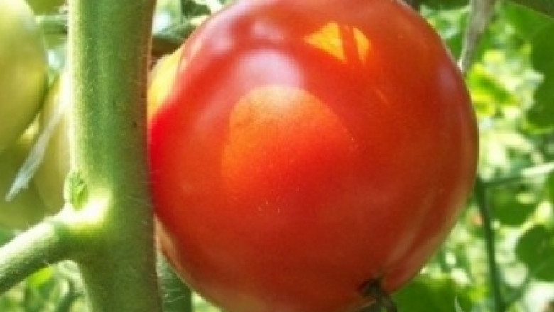 Слаба реколта от ранни домати