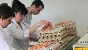 Ниски цени на яйцата тази пролет - Agri.bg