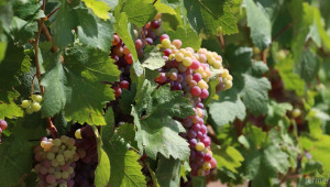 Първата реколта от грозде зарадва турските производители  - Agri.bg