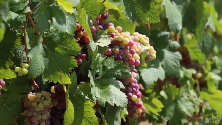 Първата реколта от грозде зарадва турските производители 