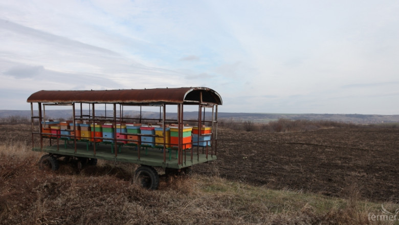 Масово измиране на пчели в Украйна