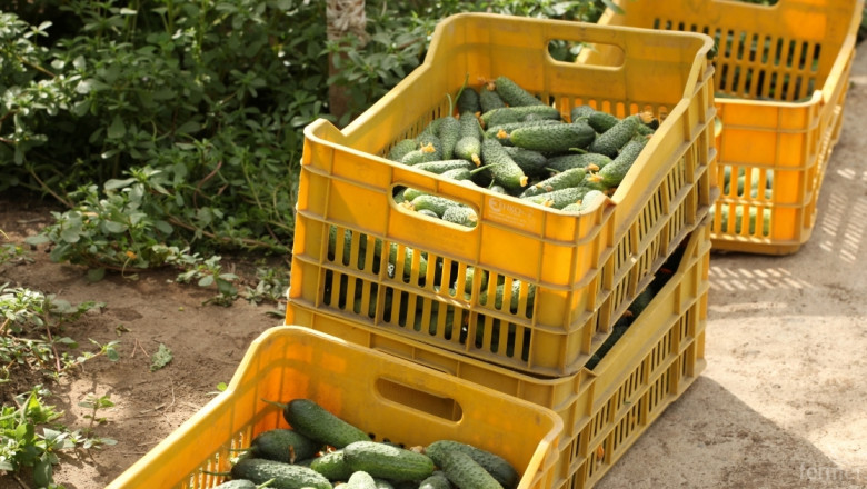 Цената на турските краставици продължава да се покачва 