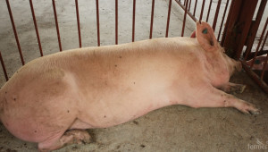Русия забрани вноса на свинско от Румъния  - Agri.bg
