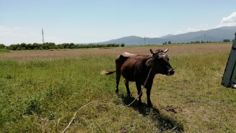 Бременна крава избяга в Сърбия 