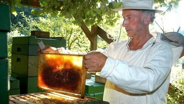 Производството на пчелен мед се увеличава