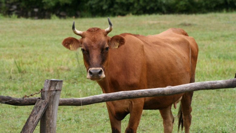 Нова Зеландия праща 126 000 крави в кланица 