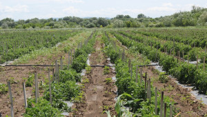 Откриха див домат, устойчив на вредители  - Agri.bg