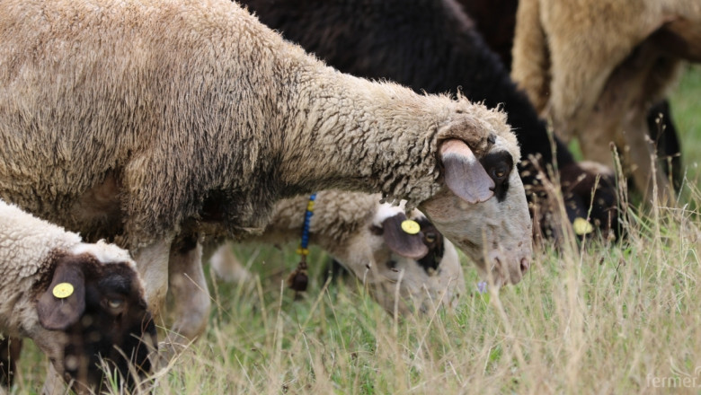 Експерти показват тънкостите в стрижбата на овце