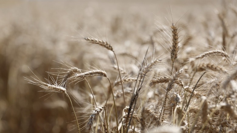На борсата: Предлагане на големи количества хлебна пшеница 