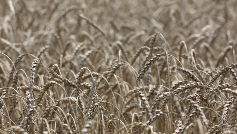 Септориоза по зимната пшеница в Германия заради дъждовете 