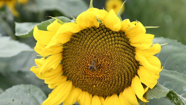 60% от всички храни ще изчезнат, ако умрат пчелите 