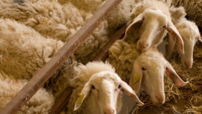 Овцевъдите в Македония правят фермерски туризъм