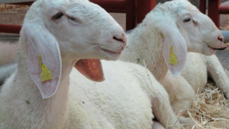 Кризисна ситуация в месодайното овцевъдство в Испания