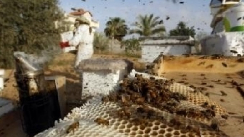 Интернет-платформа за пчелари заработи в Германия 