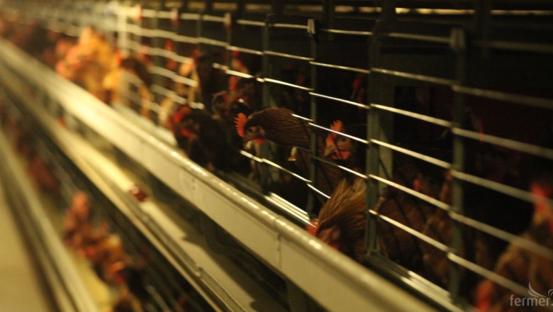 Ръст на производството на птиче месо в Турция 