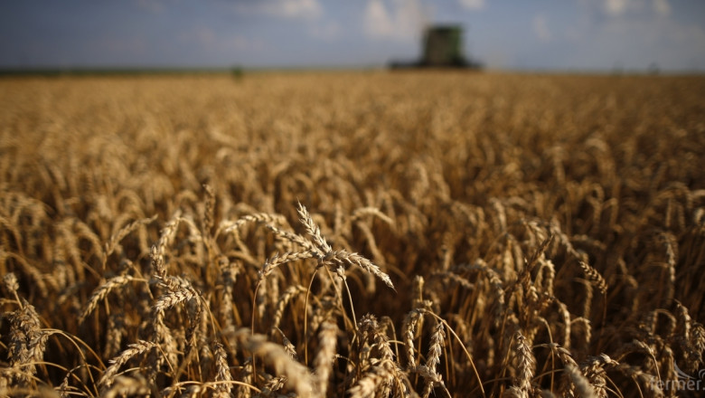 Фузариоза грози пшеницата 