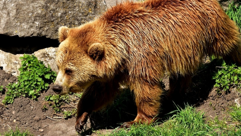 Зачестяват нападенията на мечки върху добитъка в Смолянско